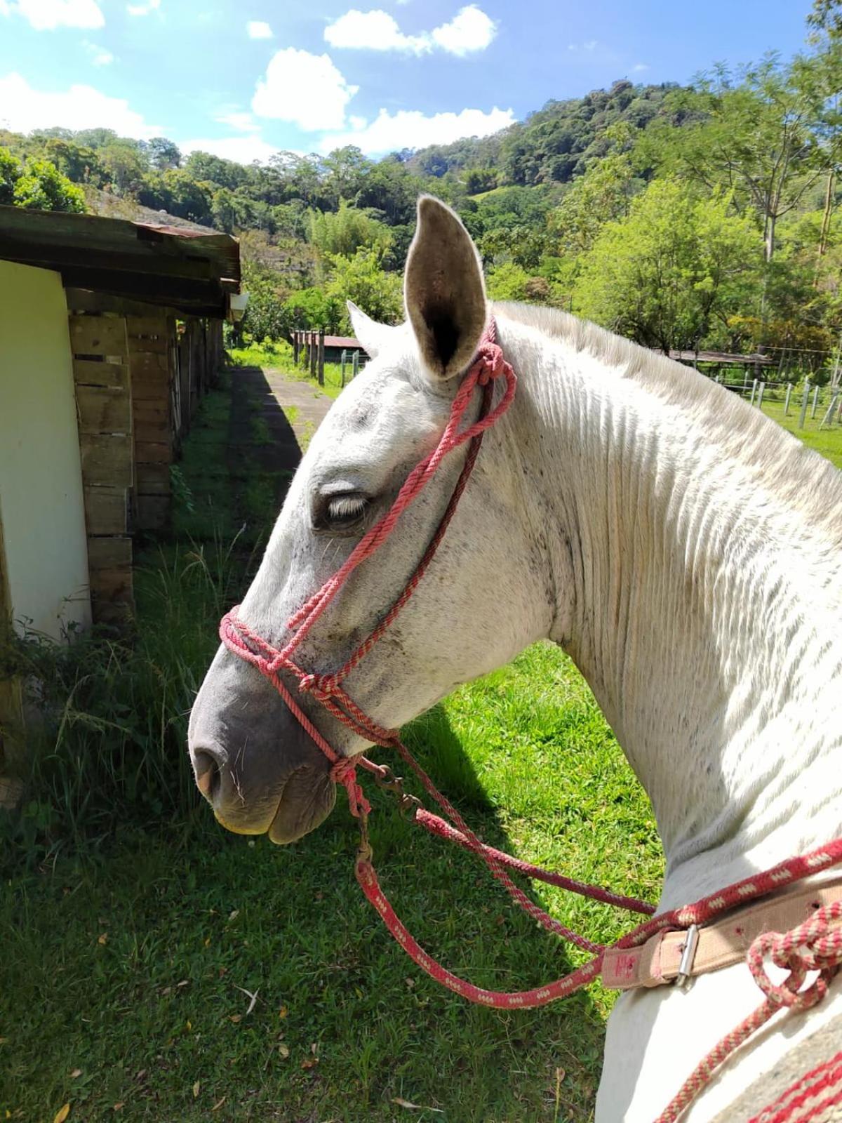 Hacienda Monteclaro Hotel Turrialba Buitenkant foto